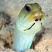 jawfish_yellowhead_bcf_nwp_v_0131_tci0170.jpg